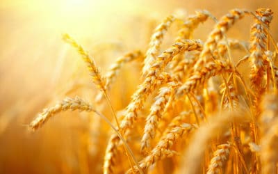 Weizen & Co: Alte Getreidesorten neu entdeckt