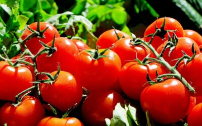 Tomaten: Allzweckwaffe in Gemüseform