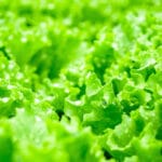 Salat: Vitaminreiche Vielfalt