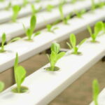Vertical Farming im Kleinen: Mini-Gewächshaus in der Wohnung