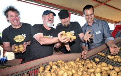 Erste Pfälzer Frühkartoffeln auf dem Markt